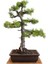 Bodur Karaçam Bonsai Ağacı Tohumu 5 Tohum Bonzai Ağacı Tohumu 2