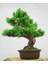 Bodur Karaçam Bonsai Ağacı Tohumu 5 Tohum Bonzai Ağacı Tohumu 4