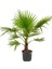 Washingtonia Robusta Palmiye Ağacı Tohumu Ekim Seti 3 Tohum Saksı Toprak Kombin 1