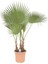 Washingtonia Robusta Palmiye Ağacı Tohumu Ekim Seti 3 Tohum Saksı Toprak Kombin 2
