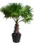 Washingtonia Robusta Palmiye Ağacı Tohumu Ekim Seti 3 Tohum Saksı Toprak Kombin 3