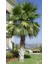 Washingtonia Robusta Palmiye Ağacı Tohumu Ekim Seti 3 Tohum Saksı Toprak Kombin 4