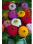 life 30 Adet Rengarenk Zinnia Çiçeği Tohumu 1