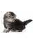 Kitten Persian Kuru Yavru Kedi Maması 2 kg 2
