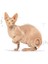 Sphynx Yetişkin Kedi Maması 2 kg 3
