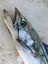 Metal Adict 01 60 gr Jig Yem 5