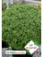 Top Fesleğen - Top Reyhan (Ocimum Basilicum) Çiçek Tohumu 100 Adet 1