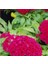 Horozibiği (Celosia) Çiçek Tohumu 100 Adet 1