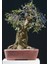Nadir Ithal Blueberry Bonzai Ağacı Tohumu 5 Tohum Bonsai Tohumu 1