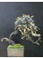 Nadir Ithal Blueberry Bonzai Ağacı Tohumu 5 Tohum Bonsai Tohumu 3