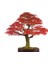 Bodur Red Maple Bonzai Ağacı Tohumu 5 Tohum Bonsai Tohumu 1