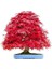 Bodur Red Maple Bonzai Ağacı Tohumu 5 Tohum Bonsai Tohumu 2
