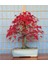 Bodur Red Maple Bonzai Ağacı Tohumu 5 Tohum Bonsai Tohumu 3