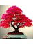 Bodur Red Maple Bonzai Ağacı Tohumu 5 Tohum Bonsai Tohumu 4