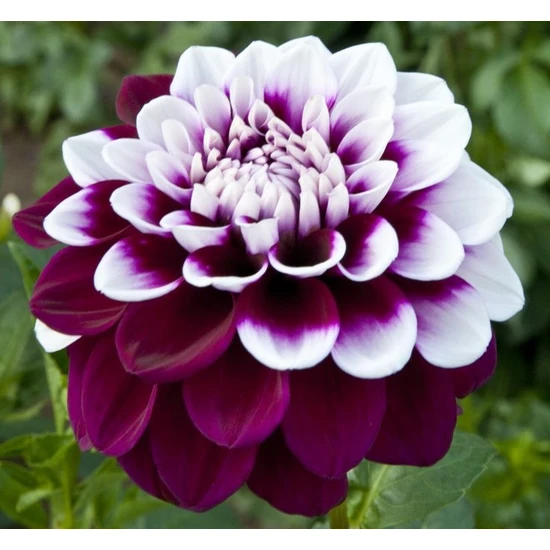 Ata Tohumculuk 10  Tohum Hollanda Ithal Nadide Dehlia Çiçeği Yıldız Çiçeği Tohumu Yeni Ürün