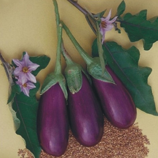 İbk İklim Bahçe Patlıcan Tohumu Antep Dolmalık - 1 kg