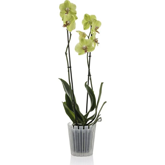 Bimbambom Akasya Orkide Saksısı 1.1 lt Şeffaf Orkide Saksı