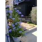 Serada Decor Plant Videolu Mavi Yasemin Çiçeği Fidesi (50 60CM)1 Adet Saksılı Dış Mekan Bitkisi Plumbago Capensis