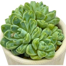 Haangarden Echeveria Albicans With Bumps / Sukulent