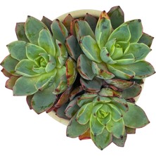 Haangarden Echeveria Hera / Sukulent