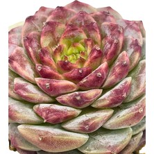 Haangarden Echeveria Blue Peacock / Sukulent