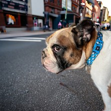 Pawlook Pawlook, Köpek Boyun Tasması, Mavi Boyuntasmaıs