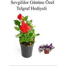 Serada Decor Plant Sevgililer Gününe Özel Hediyelik Kırmızı Renk Gül Fidanı Telgraf Hediyeli