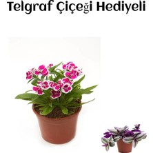 Serada Decor Plant Hediyelik Pembe Renk Çin Karanfili Çiçeği Sevgililer Gününe Özel Telgraf Hediyeli