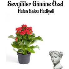 Serada Decor Plant Sevgililer Gününe Özel Kırmızı Renk Kalanşo Çiçeği Helen Saksı Hediyeli
