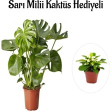 Serada Decor Plant Sevgililer Gününe Özel Parlak Geniş Yapraklı Deve Tabanı Bitkisi Sarı Milli Hediyeli