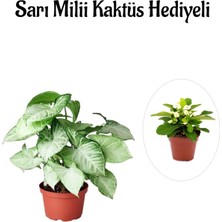 Serada Decor Plant Sevgililer Günü Hediyesi Zarif Yapraklı Melek Kanadı Bitkisi Sarı Milii Hediyeli