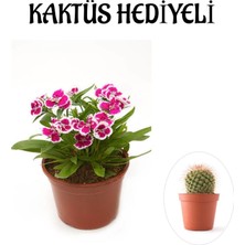 Serada Decor Plant Hediyelik Pembe Renk Çin Karanfili Çiçeği Sevgililer Gününe Özel Kaktüs Hediyeli