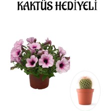 Serada Decor Plant Sevgililer Gününe Özel Askılı Açık Pembe Petunya Çiçeği Kaktüs Hediyeli