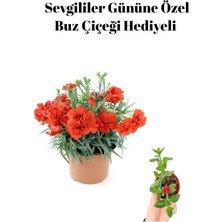 Serada Decor Plant Sevgililer Gününe Özel Kırmızı Renk Kokulu Karanfil Çiçeği Buz Çiçeği Hediyeli