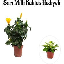 Serada Decor Plant Sarı Renk Japon Gülü Çiçeği Sevgililer Gününe Özel Sarı Milli Kaktüs Hediyeli