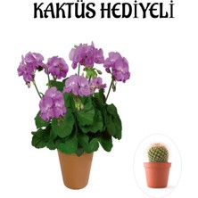 Serada Decor Plant Hediyelik Mor Renk Sardunya Fidanı Sevgililer Gününe Özel Kaktüs Hediyeli