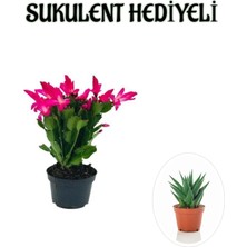 Serada Decor Plant Sevgililer Gününe Özel Pembe Renk Yılbaşı Çiçeği-Kaktüsü Sukulent Hediyeli