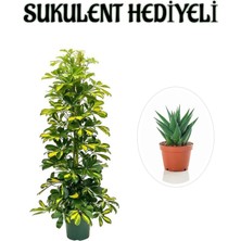 Serada Decor Plant Hediyelik Sarı Alacalı Şeflera Bitkisi Sevgililer Gününe Özel Sukulent Hediyeli