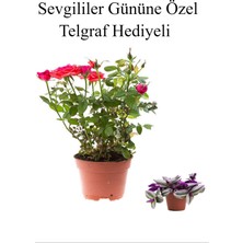 Serada Decor Plant Sevgililer Gününe Özel Kırmızı Renk Bodur Gül Fidanı Telgraf Hediyeli