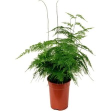 Serada Decor Plant Tül Kuşkonmaz Çiçeği Sevgililer Gününe Özel Sukulent