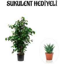 Serada Decor Plant Hediyelik Yeşil Renk Benjamin Bitkisi Sevgililer Gününe Özel Sukulent Hediyeli