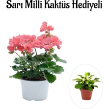 Serada Decor Plant Sevgililer Gününe Özel Toz Pembe Sardunya Çiçeği Sarı Milli Kaktüs Hediyeli