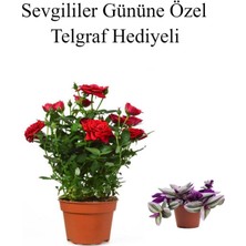 Serada Decor Plant Sevgililer Gününe Özel Kırmızı Renk Gül Fidanı Telgraf Hediyeli