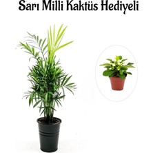 Serada Decor Plant Sevgililer Gününe Özel Şamador Dağ Palmiyesi Bitkisi Sarı Milli Kaktüs Hediyeli