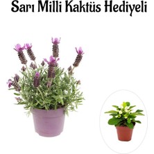 Serada Decor Plant Mis Kokulu Mor Lavanta Fidanı Sevgililer Gününe Özelsarı Milli Kaktüs Hediyeli