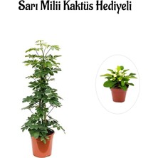 Serada Decor Plant Hediyelik Yeşil Şeflera Bitkisi Sevgililer Gününe Özel Sarı Milli Kaktüs Hediyeli