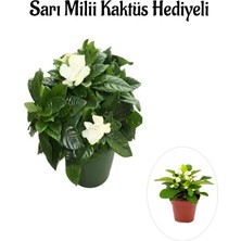 Serada Decor Plant Sevgililer Gününe Özel Yoğun Kokulu Gardenya Çiçeği Sarı Milii Kaktüs Hediyeli