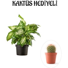 Serada Decor Plant Hediyelik Zarif Yapraklı Difenbahya Bitkisi Sevgililer Gününe Özel Kaktüs Hediyeli