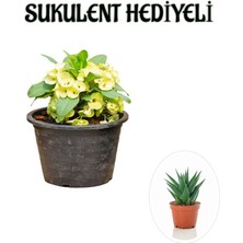 Serada Decor Plant Sarı Çiçekli Kaktüs Milli Dikenler Tacı Sevgililer Gününe Özel Sukulent Hediyeli