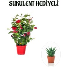 Serada Decor Plant Kokulu Kırmızı Mandevilla Sarmaşığı Sevgililer Gününe Özel Sukulent Hediyeli